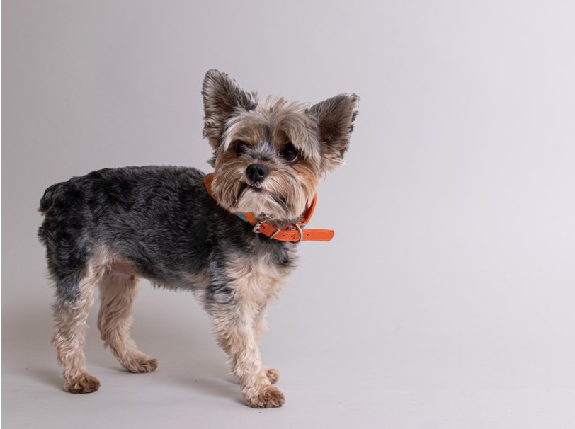 sesion de fotos profesional de mascotas