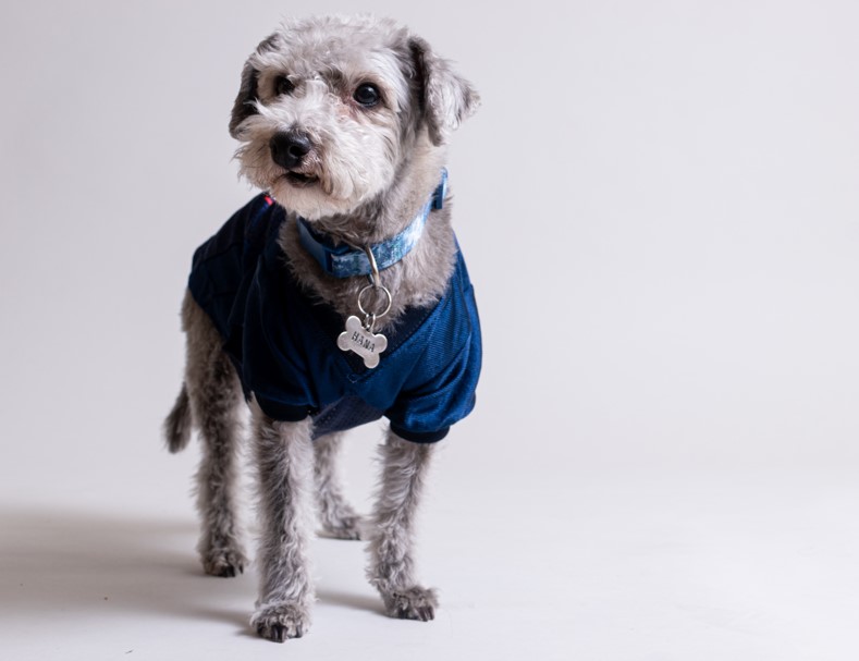 sesion de fotos para perros