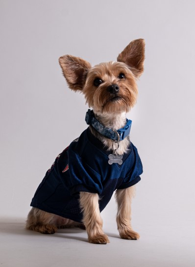 sesion fotográfica de mascotas en estudio