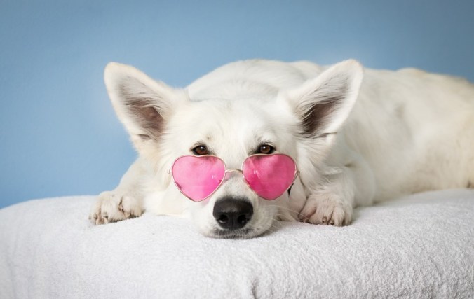 Ideas para fotos creativas con tu mascota